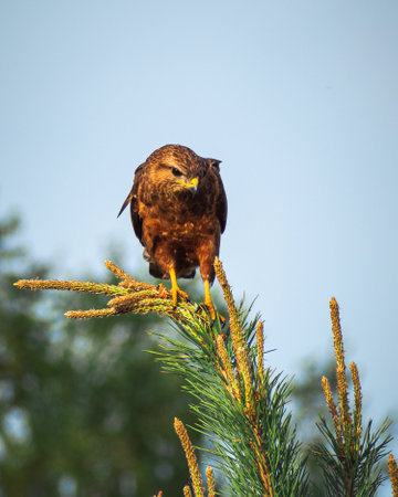 Young black kite sitting on the top of a spruce against the blue skyの写真素材