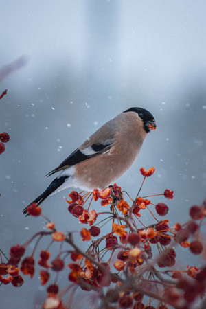 Female bullfinch bird sitting on the hawthorn branch and eating berries on a cold gray winter morning. high quality photoの写真素材