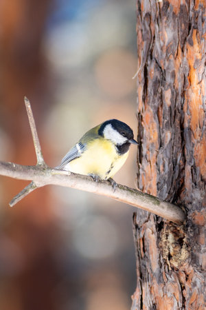 Cute little great tit sits on a pine branch on a clear spring day. high quality photoの写真素材