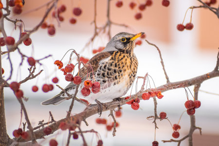 Fieldfare bird sits on a branch among hawthorn berries in spring. high quality photoの写真素材