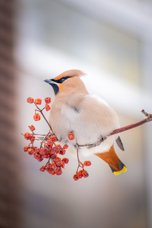 portrait of a waxwing bird sits on a branch next to rowan berries in springの写真素材