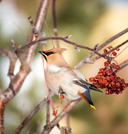 portrait of a waxwing bird sits on a branch next to rowan berries in springの写真素材