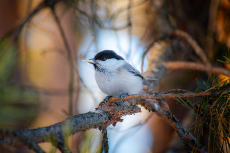 Brown-headed tit bird eats a sunflower seed on a pine branch in springの写真素材