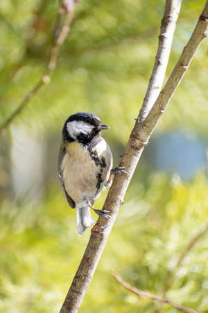 Cute little great tit bird sits on a branch on a sunny summer day with green blurry backgroundの写真素材