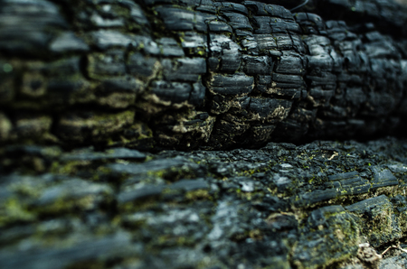 Grunge. Burned wood texture, Black background textureの写真素材