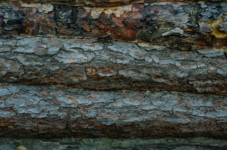 The Wooden logs wall of rural house background.