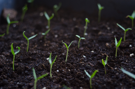 Close up Young seed germination and plant growing with rain water drop over green and morning sunlight environment.の写真素材
