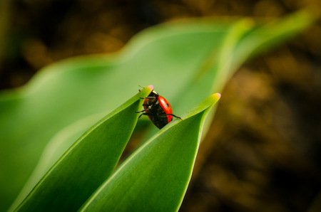 the side of wild red ladybug coccinellidae anatis ocellata coleoptera ladybird on a green grass