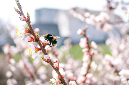 spring flowering apricot tree, close up, bumblebee, background.の写真素材