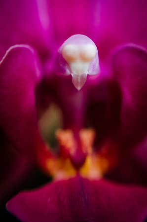 Violet orchid closeup, background. Violet orchid closeup backgroundの写真素材