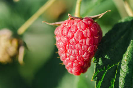 Raspberry plant / raspberry bush