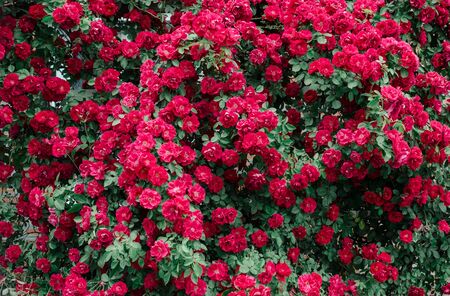 Wild pink roses background. Beautiful decoration on green wall fence.の写真素材