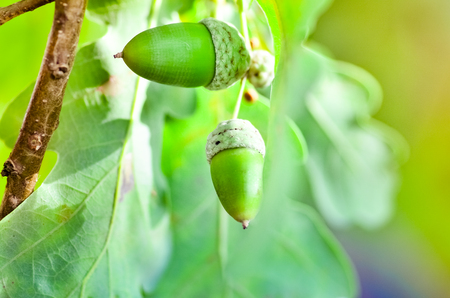 Acorns with leaves on a branch in an oak forest.の写真素材