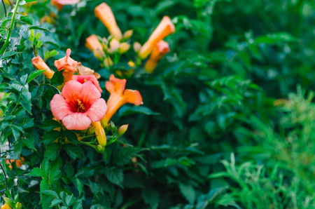 Spring flowers background close upの写真素材