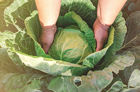 harvesting cabbage. in the hands of white cabbage.の写真素材