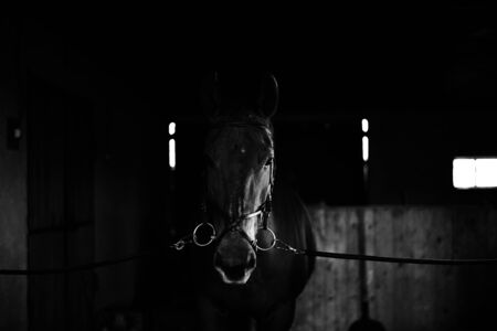 Black horse, black wild horse in natural background, portrait of horse, black and white.の写真素材