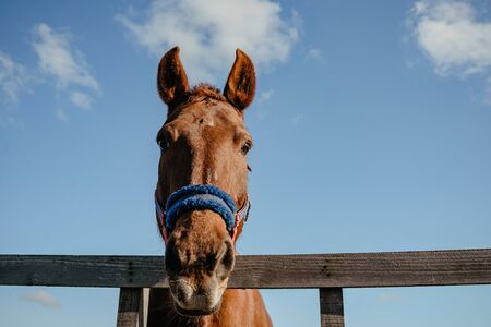 Portrait of a horse standing in a wooden stall. Horse face closeの写真素材