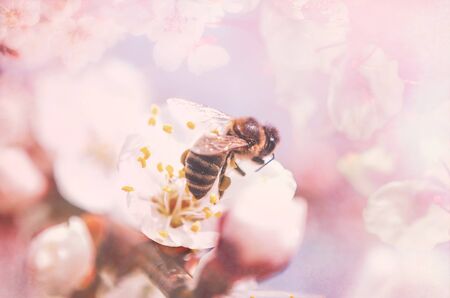 spring flowering apricot tree with pollination of a bumblebee, close-up, bumblebee, background.の写真素材
