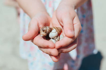 seashells. small child show in the hands of the seashells.の写真素材