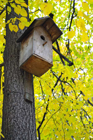 starling house on the tree and yellow leaves backgroundの写真素材