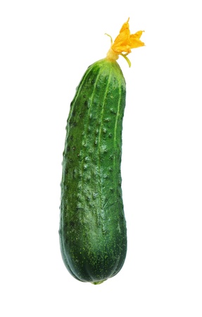 cucumber with yellow flower isolated on whiteの写真素材