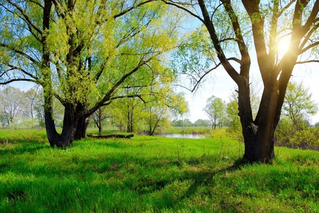 green spring tree and sunの写真素材