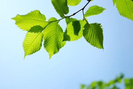 green leaves on blue sky background in sunny dayの写真素材