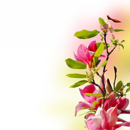 branch of magnolia with flowers on blurred backgroundの写真素材