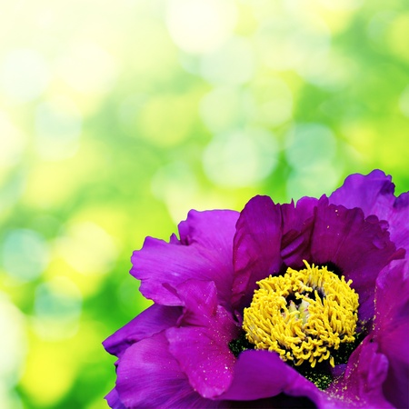 big violet flower with yellow middleの写真素材