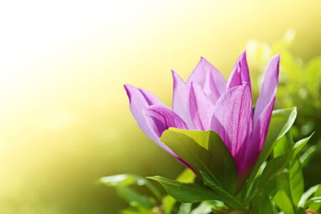 flower with pink pettalsの写真素材