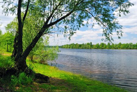 tree near the water of river in sunny spring dayの写真素材