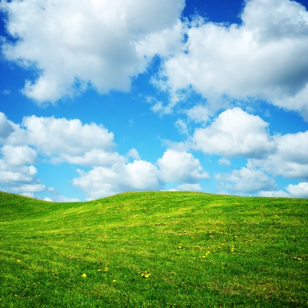 green summer meadow with small flowers and cloudy blue skyの写真素材