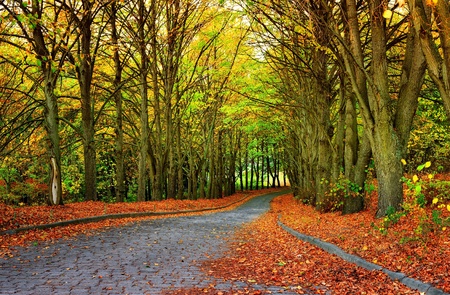 autumn season in the park and golden leaves on walkwayの写真素材
