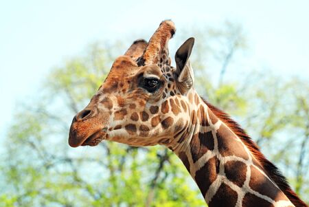 giraffe portrait closeup on blurred backgroundの写真素材
