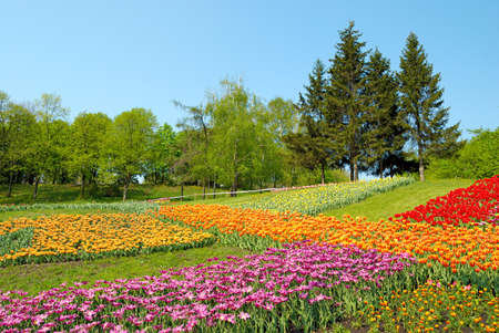 colourful flowers in green grass and blue skyの写真素材