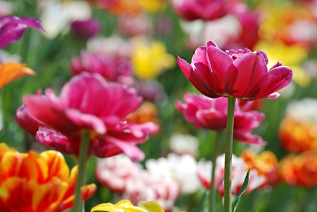 colourful flowers macro with focus on right tulipの写真素材