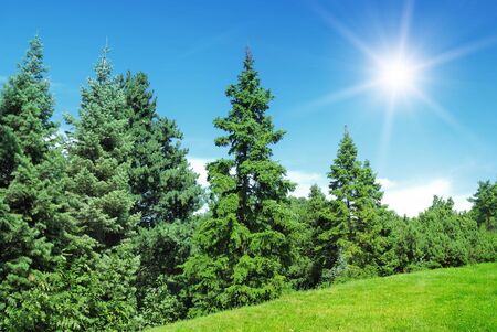 pine trees and sun on blue skyの写真素材