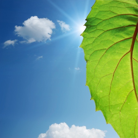 green leaf on blue sky backgroundの写真素材