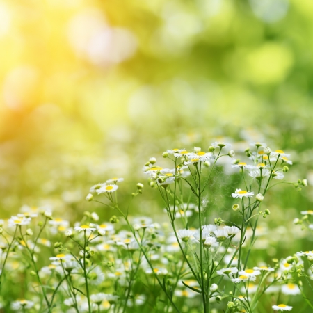 camomiles on summer field closeup blurred green bokeh as backgroundの写真素材