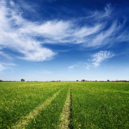 green summer field with tracks of car on grass and blue cloudy skyの写真素材