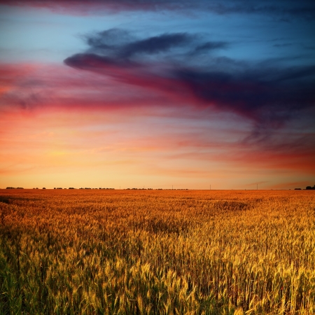 wheat field and beauty clouds of red and blue colors in sunset timeの写真素材
