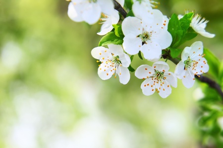 cherry blossom on blurred green background, selective focusの写真素材