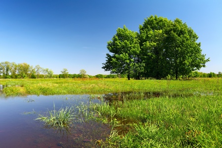 Flood on green meadow, trees and grass in water   Landscape in sunny spring day の写真素材