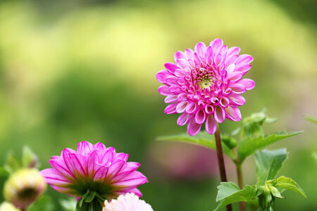 dahlia flowers on green background, closeup in selective focusの写真素材