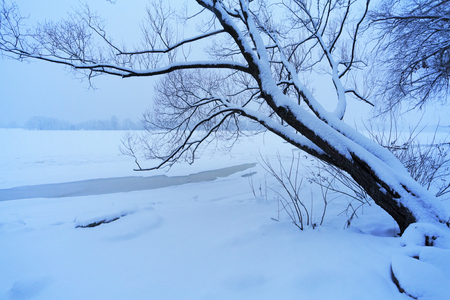 tree in snow near the frozen river at winter seasonの写真素材