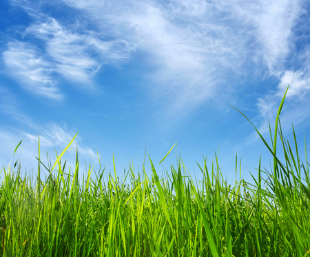 green grass on blue sky background in summer dayの写真素材