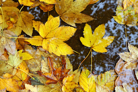 yellow autumn leaves in rain puddleの写真素材