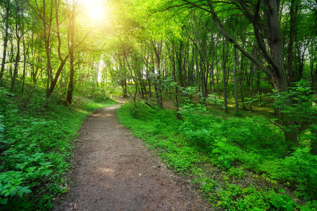 green forest with pathway and sun light between the treesの写真素材