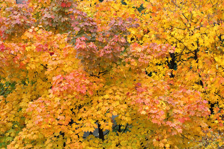 yellow leaves on trees in fall season, can be used as backgroundの写真素材
