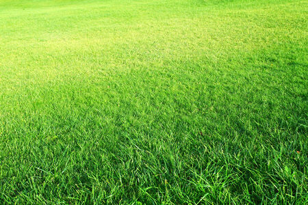 green grass backgroundの写真素材